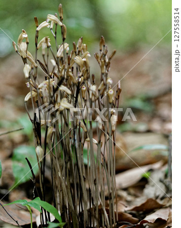 菌従属栄養植物 ラン科エンシュウ ムヨウラン 菌従属栄養植物 ラン科エンシュウ ムヨウラン 127558514