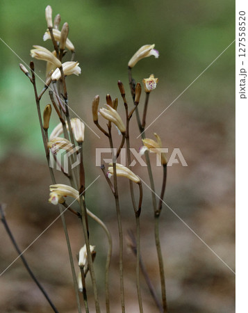 菌従属栄養植物 ラン科ウスキムヨウラン 菌従属栄養植物 ラン科ウスキムヨウラン 127558520