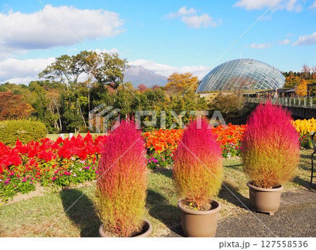 とっとり花回廊の紅葉したコキア 127558536