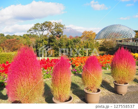 とっとり花回廊の紅葉したコキア 127558537