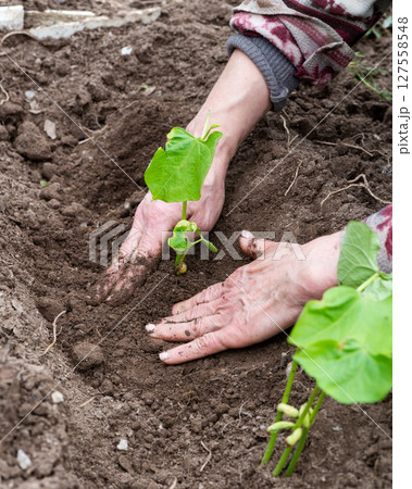 Planting bean seedlings in the ground by hand. Agriculture. Planting bean seedlings in the ground by hand. Agriculture. 127558548