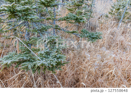 アカエゾマツの原生林 127558648