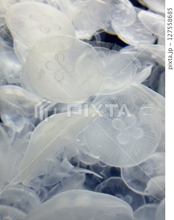 水母 メドゥーサ メデューサ 127558685