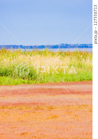 サンゴソウ 127558713