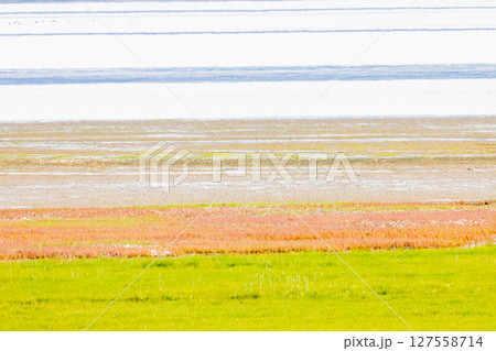 サンゴソウ 127558714