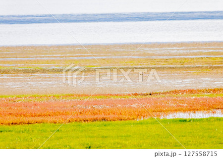 サンゴソウ 127558715