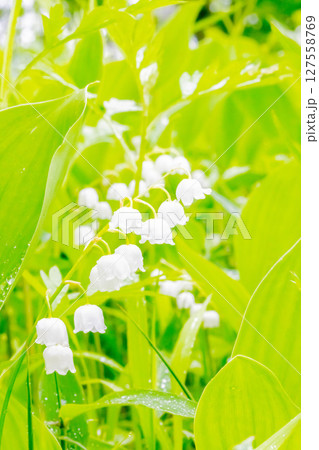 スズラン 127558769