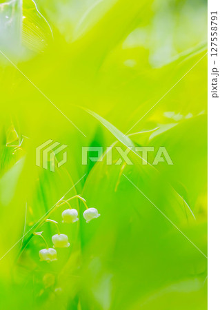 スズラン スズラン 127558791