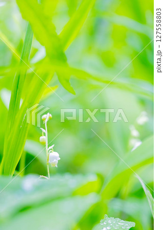 スズラン スズラン 127558803