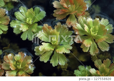 Azolla filiculoides captivating aquatic flora from carolina for nature lovers 127558920