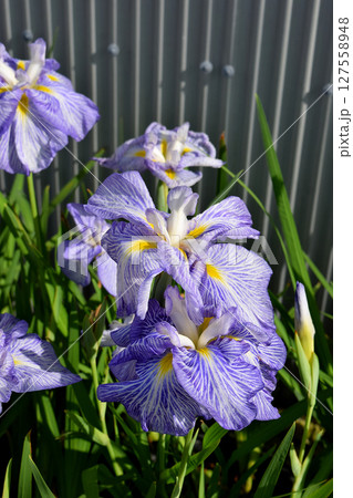 ハナショウブ 127558948