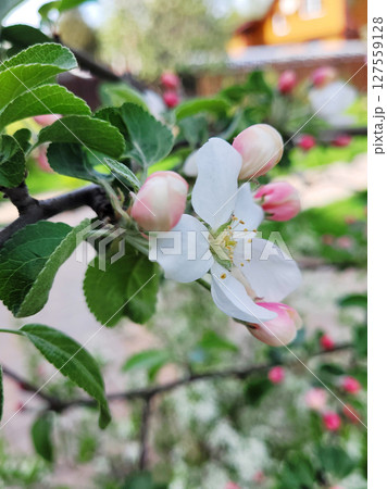 apple blossom in spring close up 127559128