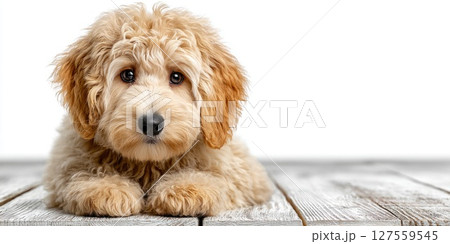 Fluffy Apricot Puppy on White Wooden Floor Fluffy Apricot Puppy on White Wooden Floor 127559545