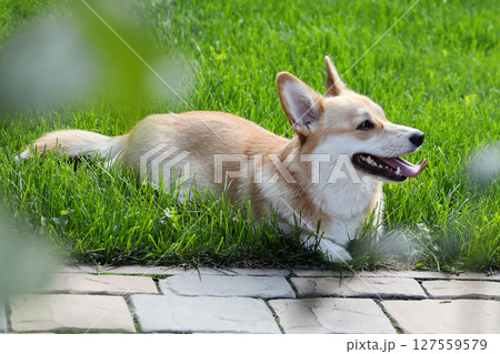 A Welsh corgi dog lies on a green lawn 127559579