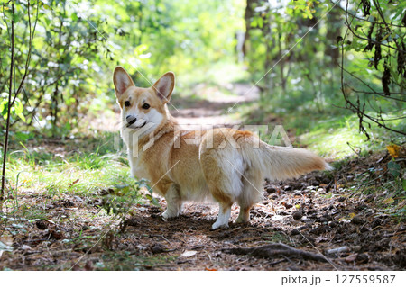 A Welsh Corgi dog stands on a stump in an autumn forest A Welsh Corgi dog stands on a stump in an autumn forest 127559587