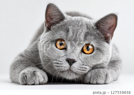Cute British Shorthair Cat with Amber Eyes Cute British Shorthair Cat with Amber Eyes 127559838