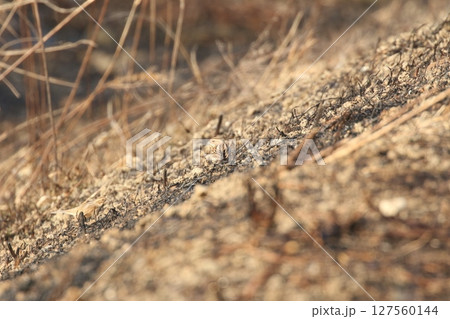 オオジュリン 127560144