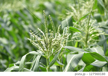 初夏の北海道七飯町でトウモロコシ畑の風景を撮影 初夏の北海道七飯町でトウモロコシ畑の風景を撮影 127560180