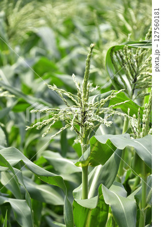 初夏の北海道七飯町でトウモロコシ畑の風景を撮影 初夏の北海道七飯町でトウモロコシ畑の風景を撮影 127560181