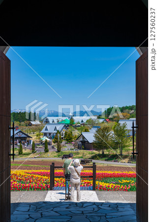 ひるがの高原 牧歌の里、満開のチューリップ〈岐阜県郡上市〉 127560237