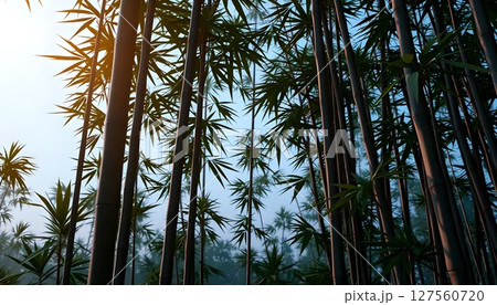 Serene Bamboo Forest Sunrise Serene Bamboo Forest Sunrise 127560720