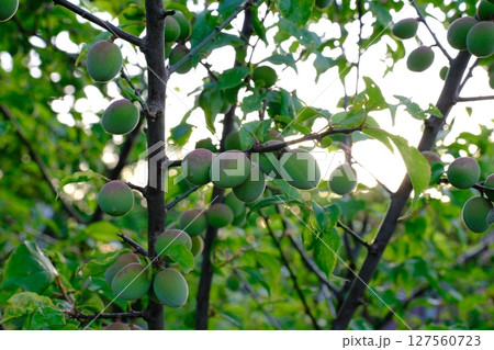 果樹農家 果樹農家 127560723