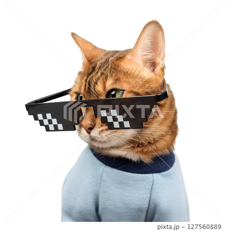 Bengal cat wearing pixelated glasses. 127560889