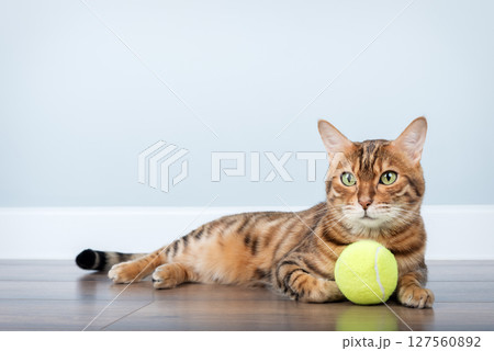 Bengal cat with a tennis ball. 127560892