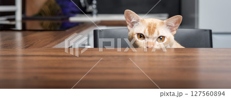A Burmese cat peers out from behind a tabletop. 127560894