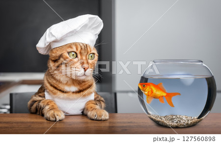 The cat-chef looks at the aquarium with goldfish. The cat-chef looks at the aquarium with goldfish. 127560898