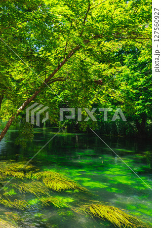 初夏の安曇野　清流の風景　 127560927