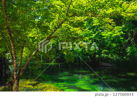 北アルプスからの湧き水　大王わさび農場　 127560933