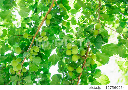 初夏に実る青梅 初夏に実る青梅 127560934