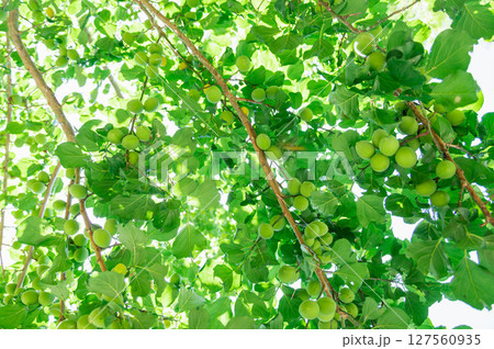 初夏に実る青梅 127560935