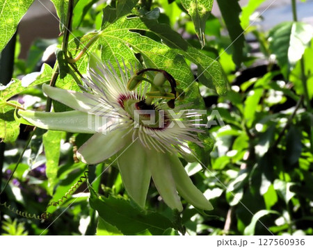 花壇の花:6月:トケイソウの花 花壇の花:6月:トケイソウの花 127560936