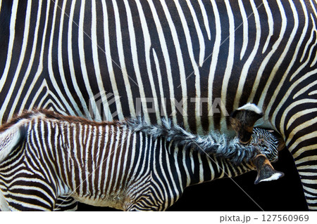 シマウマの母子の授乳風景 シマウマの母子の授乳風景 127560969