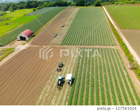 初夏の北海道函館市で夏大根の収穫風景を空撮 127561014