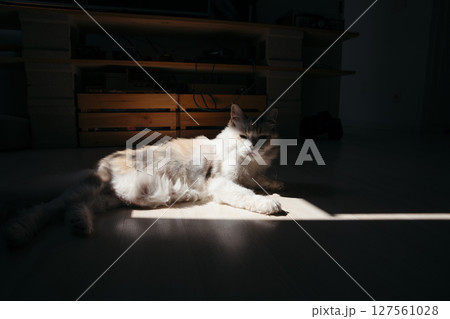 Fluffy Cat Relaxing in Sunbeam at Home 127561028