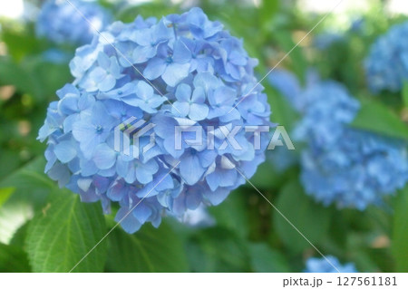 木陰に咲いた青い紫陽花の花 127561181