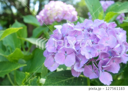 大宮公園の薄紫の紫陽花の花 127561183