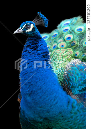 翼を広げた孔雀 翼を広げた孔雀 127561200