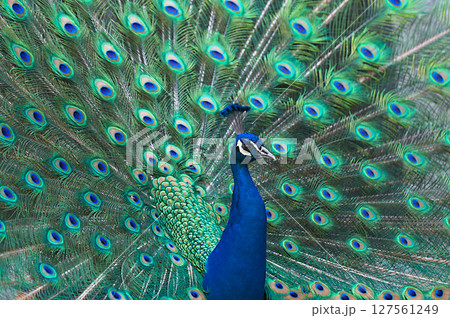翼を広げた孔雀 127561249