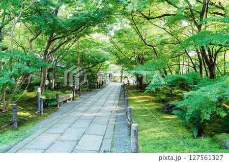 新緑に包まれた永観堂の参道 新緑に包まれた永観堂の参道 127561327