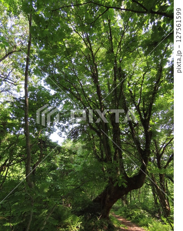新緑の森に生えた大きな木 新緑の森に生えた大きな木 127561599