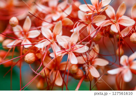 Pagoda Flower, Cluster of Clerodendrum paniculatum flowers with red stamens and soft petals 127561610