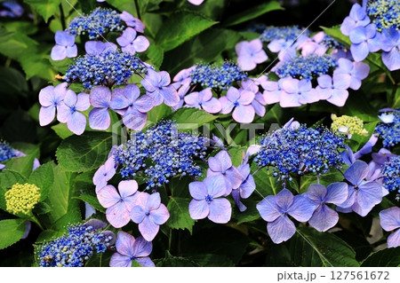 周防阿弥陀寺の紫陽花 127561672