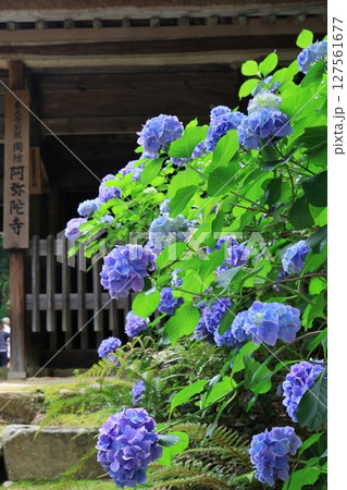周防阿弥陀寺の紫陽花 127561677