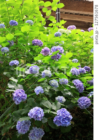 周防阿弥陀寺の紫陽花 127561678