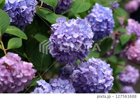 周防阿弥陀寺の紫陽花 127561688