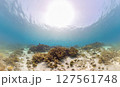 太陽の光に照らされる海とサンゴ 127561748